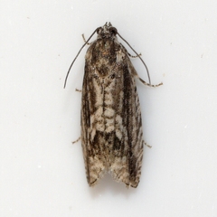 Cydia lacustrina