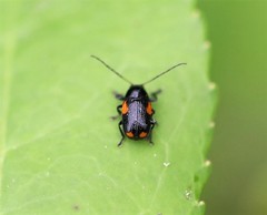 Cryptocephalus quadruplex