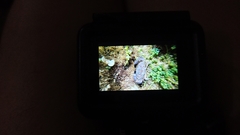 Actaeodes tomentosus