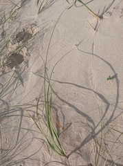 Panicum racemosum