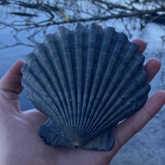Chesapecten jeffersonius