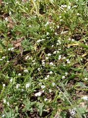 Plagiobothrys bracteatus