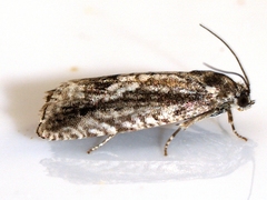 Cydia lacustrina