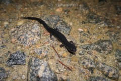 Plethodon chlorobryonis