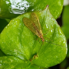 Brachypanorpa oregonensis