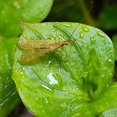Brachypanorpa oregonensis