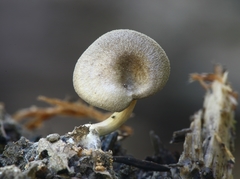 Entoloma edulis