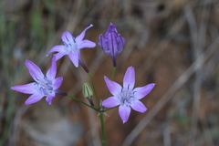 Triteleia bridgesii