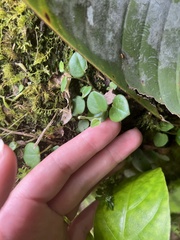 Peperomia serpens