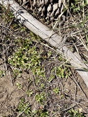 Plagiobothrys torreyi