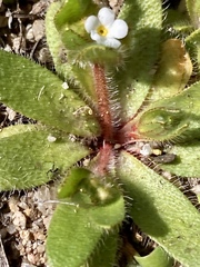 Plagiobothrys torreyi