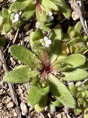Plagiobothrys torreyi
