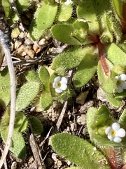 Plagiobothrys torreyi