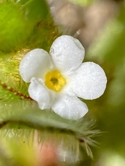 Plagiobothrys torreyi
