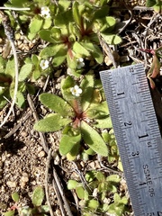 Plagiobothrys torreyi