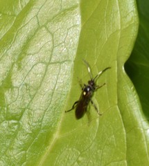 Ichneumon annulatorius