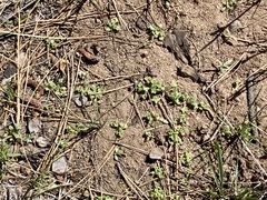 Nemophila spatulata