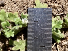Nemophila spatulata