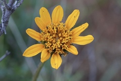 Wyethia angustifolia