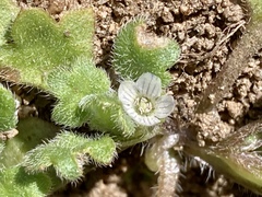 Nemophila spatulata