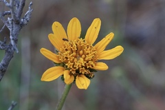 Wyethia angustifolia