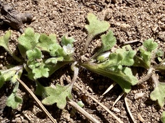 Nemophila spatulata