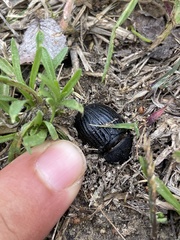 Phyllophaga cribrosa