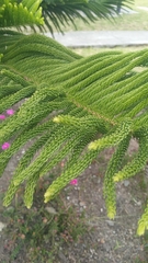 Araucaria