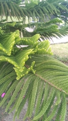 Araucaria