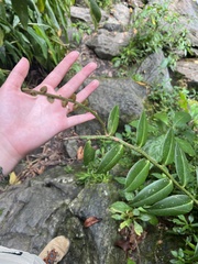 Marcgravia rectiflora