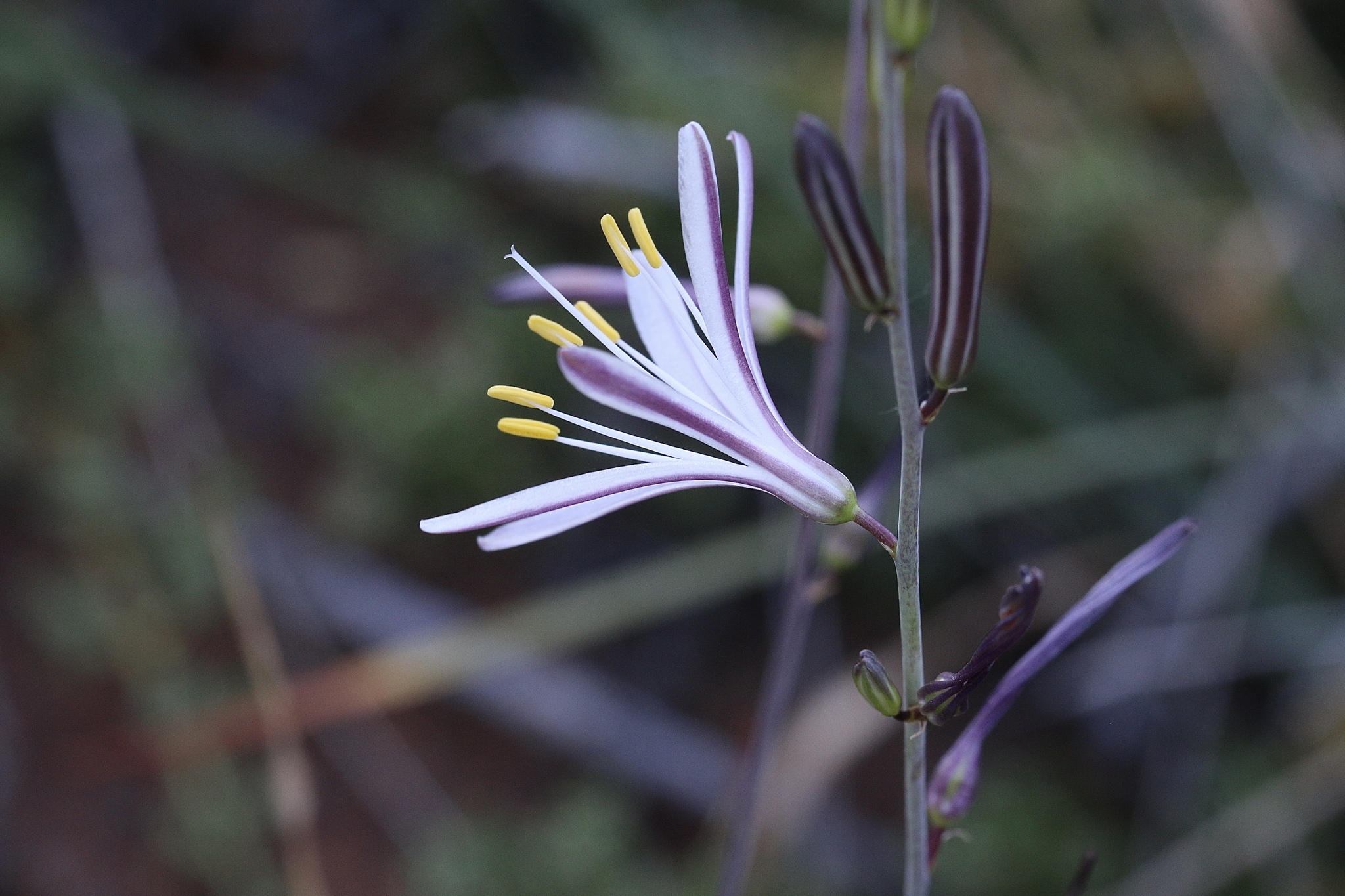Chlorogalum grandiflorum