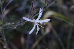 Chlorogalum grandiflorum