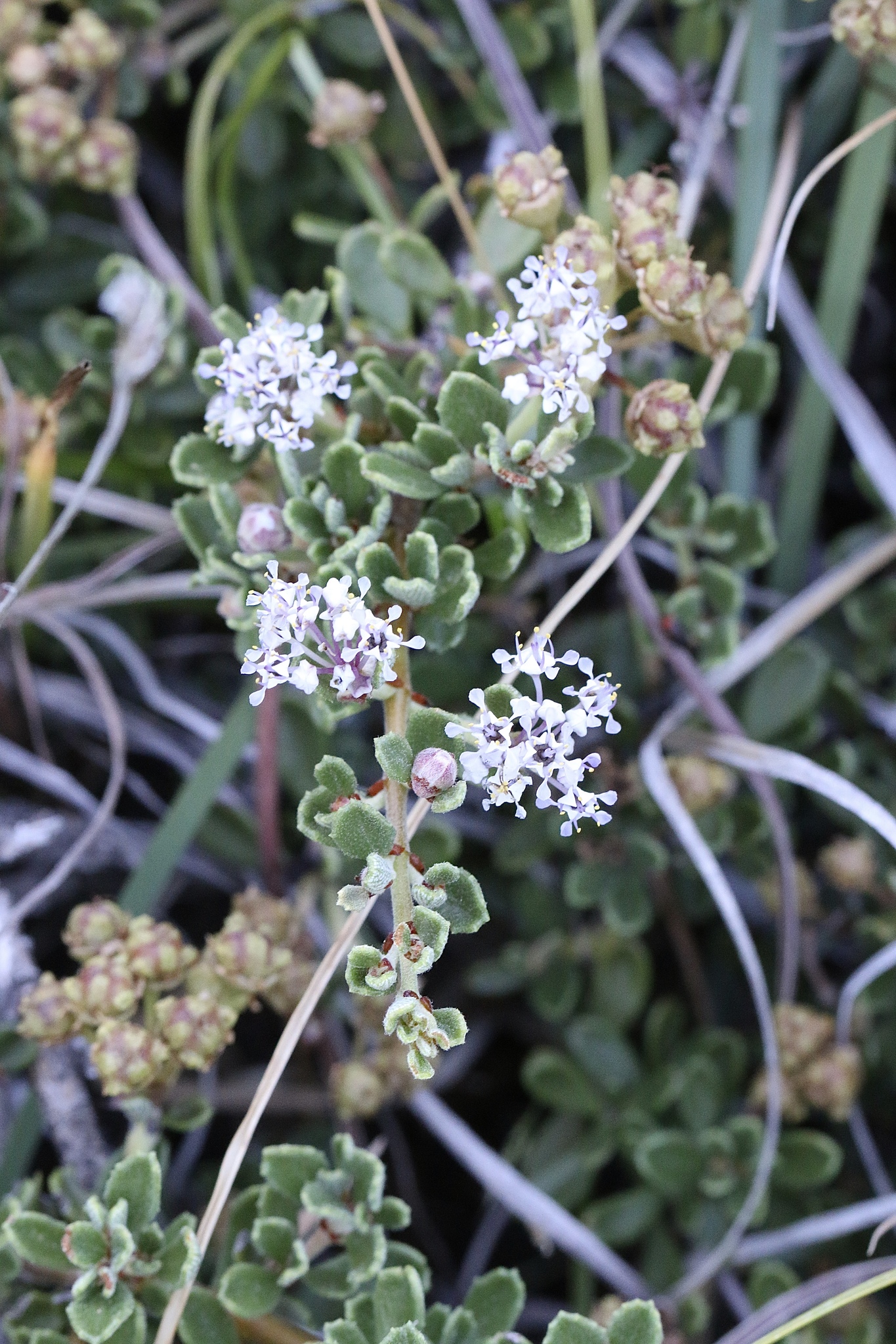 Ceanothus roderickii
