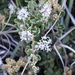 Ceanothus roderickii - Photo (c) Morgan Stickrod, osa oikeuksista pidätetään (CC BY-NC), lähettänyt Morgan Stickrod