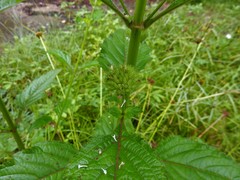Hyptis capitata