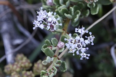 Ceanothus roderickii