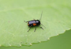 Cryptocephalus quadruplex