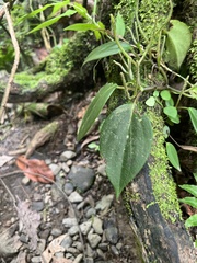 Peperomia distachyos
