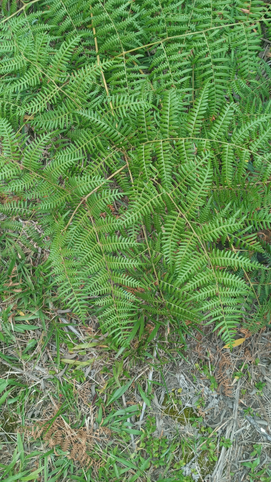Dennstaedtiaceae image
