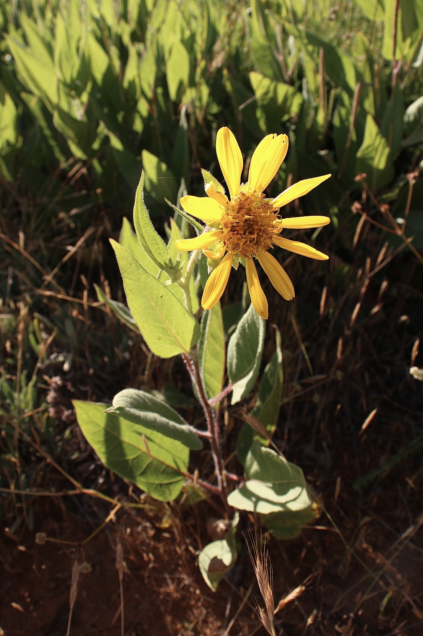 Agnorhiza reticulata