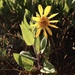 El Dorado County Mule Ears - Photo (c) Morgan Stickrod, some rights reserved (CC BY-NC), uploaded by Morgan Stickrod