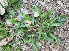 Helminthotheca echioides