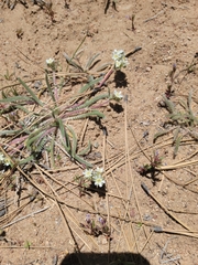 Ivesia santolinoides