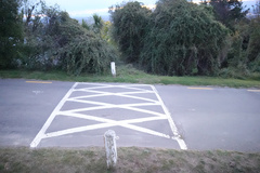 Muehlenbeckia australis