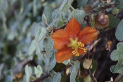 Fremontodendron decumbens
