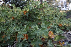 Fremontodendron decumbens