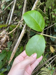 Schlegelia brachyantha
