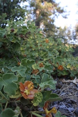 Fremontodendron decumbens