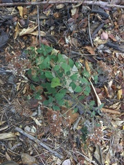 Salpianthus arenarius