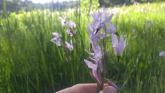 Primulaceae